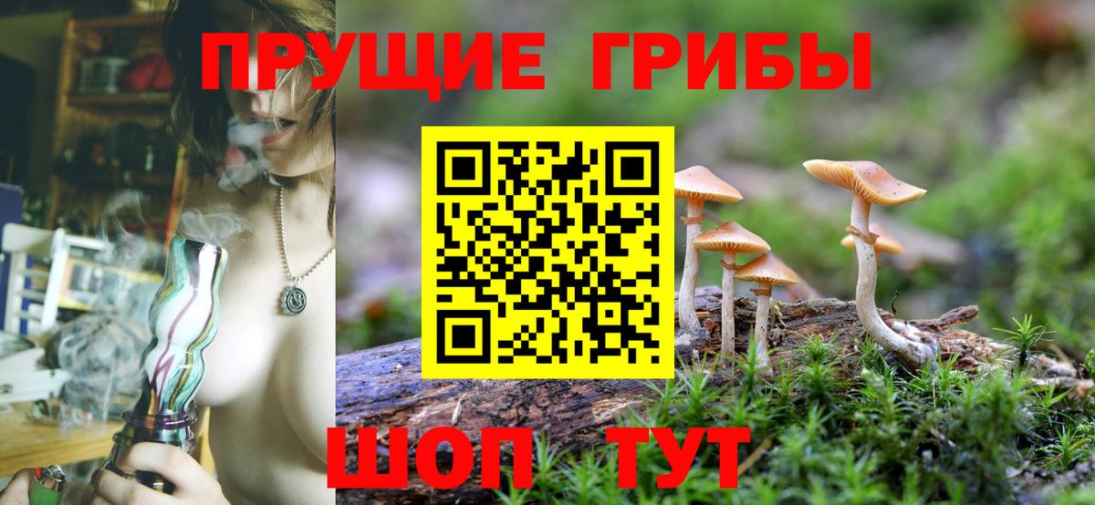 Псилоцибиновые грибы Psilocybine cubensis Абинск